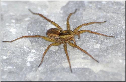 Réf. 83 479 : Pardosa nigriceps
