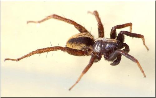 Alopecosa pulverulenta