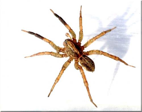 Trochosa terricola