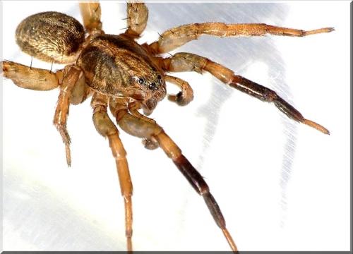 Trochosa terricola