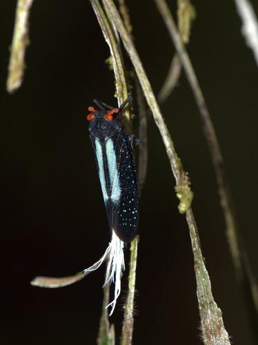 Lystra lanata