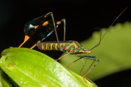 Diactor bilineatus