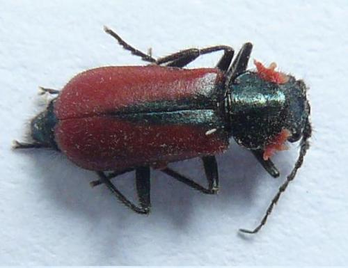 Malachius rubidus