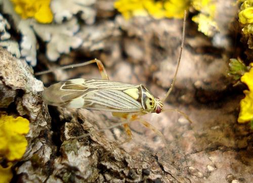 Réf. 83 499 : Rhabdomiris striatellus