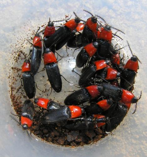 Ischnodes sanguinicollis