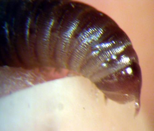 Réf. 83 875 : Cylindroiulus pyrenaicus