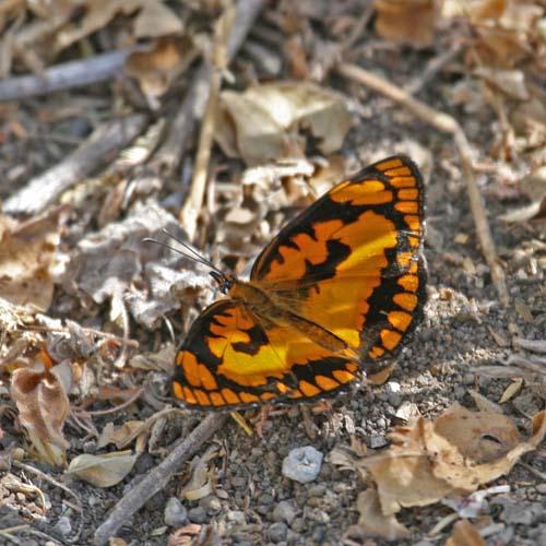 Byblia ilithyia