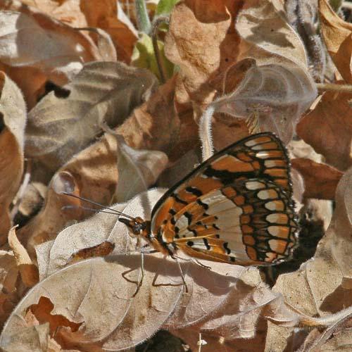 Byblia ilithyia