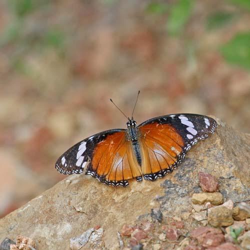 Réf. 83 999 : Hypolimnas misippus