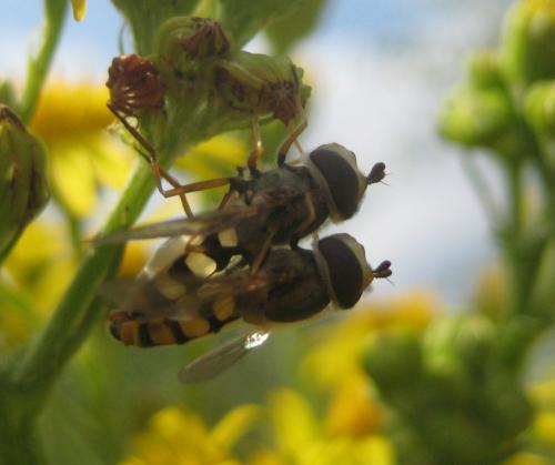 Eupeodes corollae