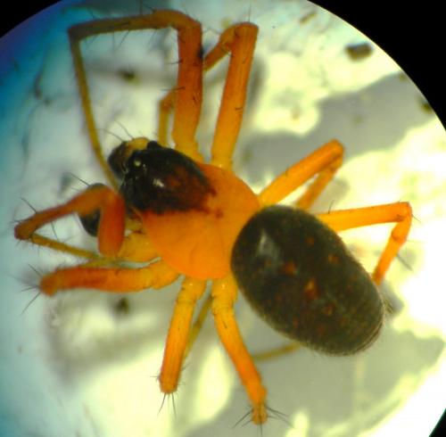 Hypsosinga heri
