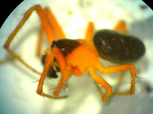 Hypsosinga heri