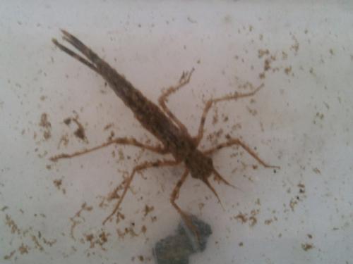 Calopteryx sp.