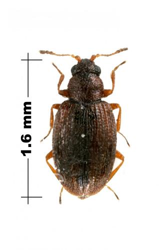 Cortinicara sp.