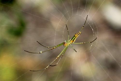 Leucauge undulata