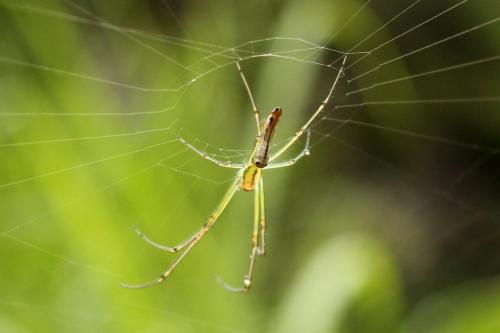Leucauge undulata