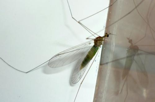 Réf. 83 059 : Dicranomyia sp.