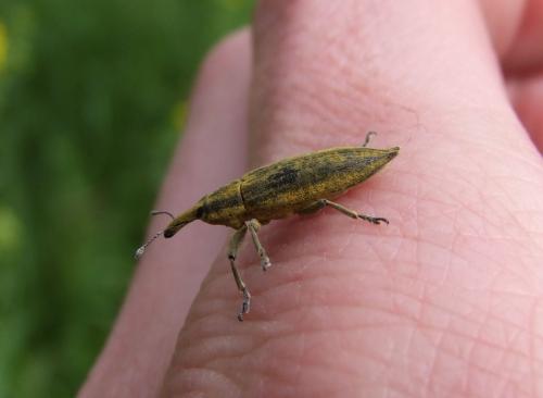 Lixus iridis