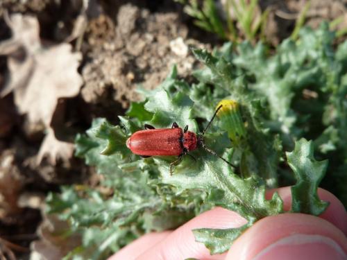 Pyrrhidium sanguineum