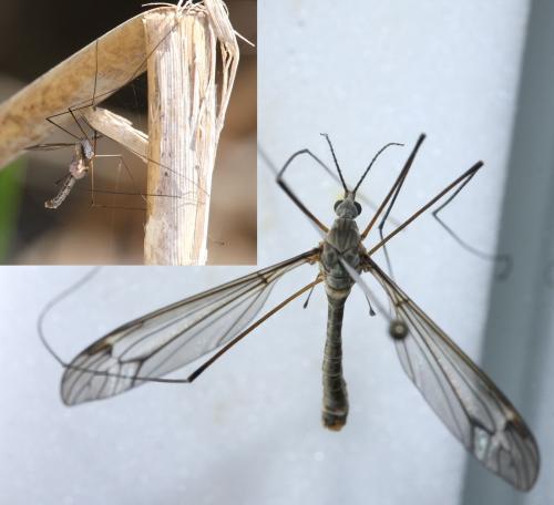 Tipula montium