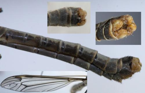 Tipula montium