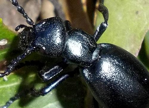 Réf. 83 211 : Meloe sp.