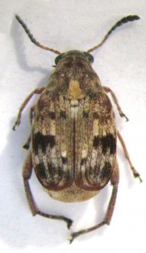 Réf. 83 284 : Megabruchidius dorsalis