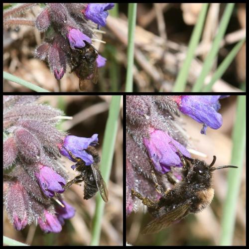 Réf. 83 478 : Melecta albifrons