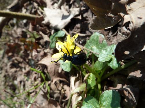 Meloe sp.