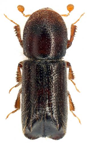 Réf. 83 645 : Xylocleptes bispinus