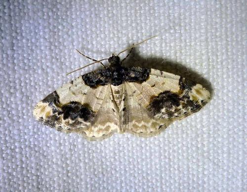 Réf. 83 180 : Ligdia adustata