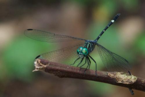 Réf. 83 000 : Micrathyria didyma