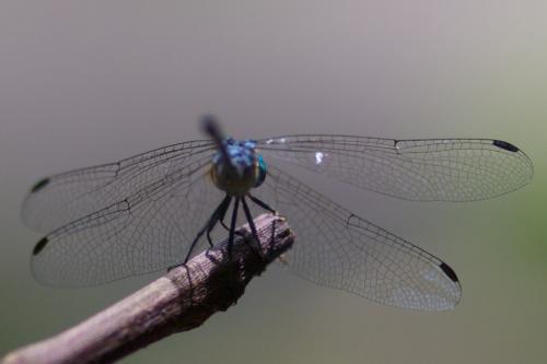 Micrathyria didyma