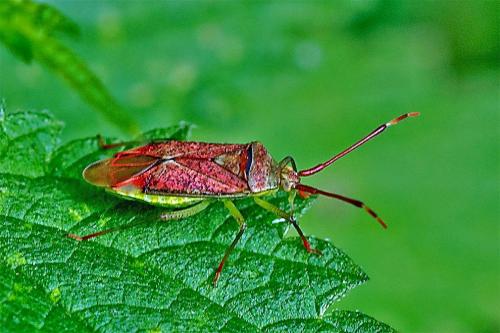 Pantilius tunicatus