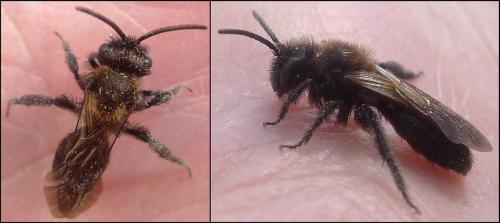 Réf. 83 091 : Andrena thoracica
