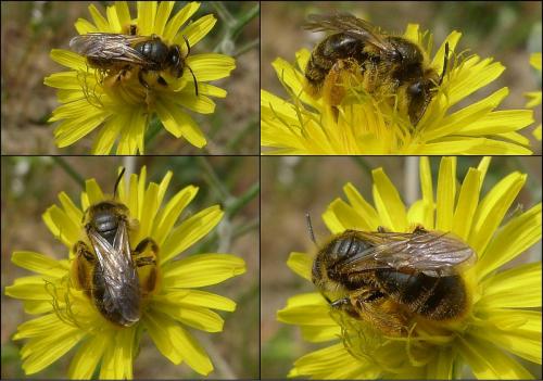 Réf. 83 652 : Andrena (cinerea-nigroolivacea)