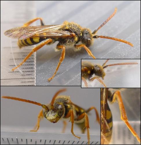 Nomada marshamella