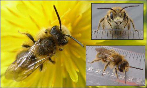 Réf. 83 650 : Andrena humilis