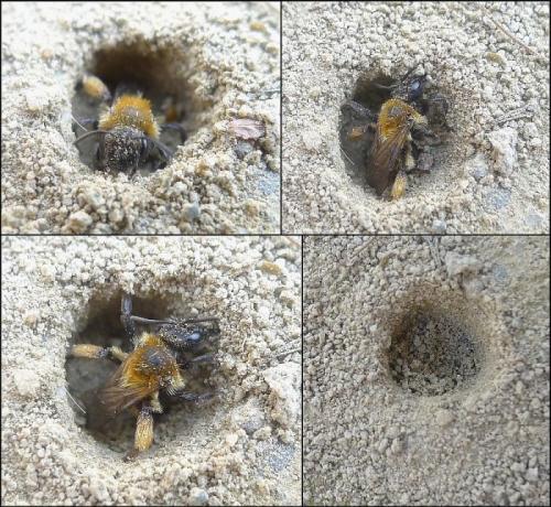 Andrena bicolor