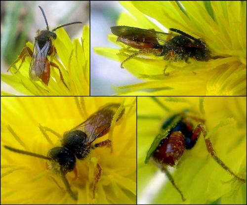 Réf. 83 453 : Nomada flavoguttata
