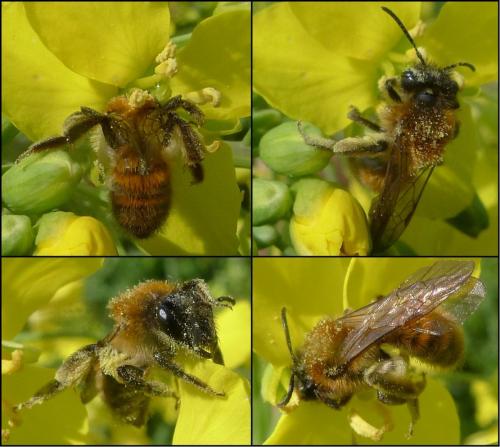 Réf. 83 617 : Andrena varians