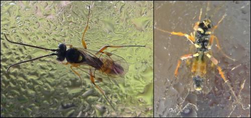 Syrphophilus bizonarius