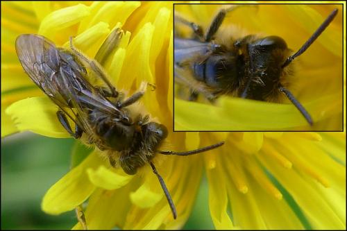 Réf. 83 603 : Andrena ranunculi