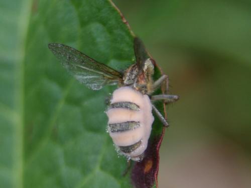 Scathophaga stercoraria
