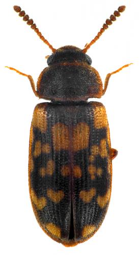 Mycetophagus multipunctatus