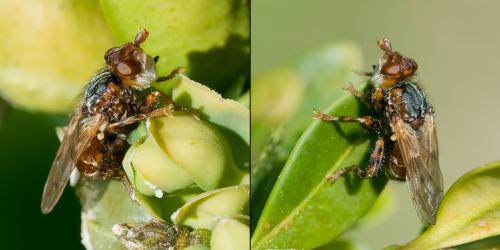 Myopa testacea