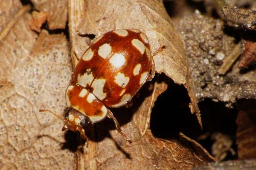 Myrrha octodecimguttata
