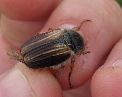 Amphimallon pygiale
