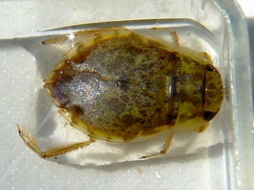 Naucoris maculatus