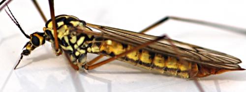 Réf. 83 387 : Nephrotoma appendiculata